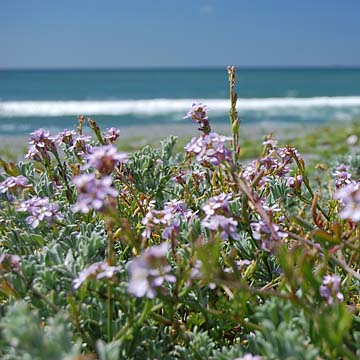 Photo of sea rocket