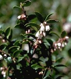 Photo of huckleberry in flower