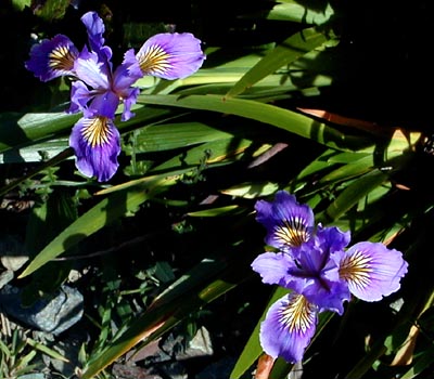 Photo of iris