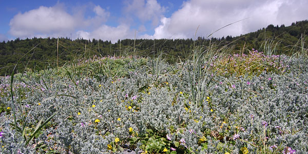 Photo of dune grass