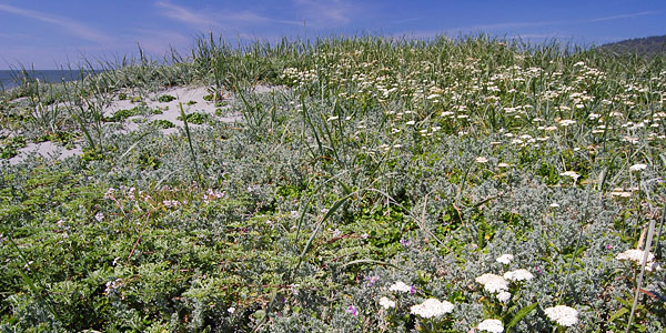 Photo of dune grass