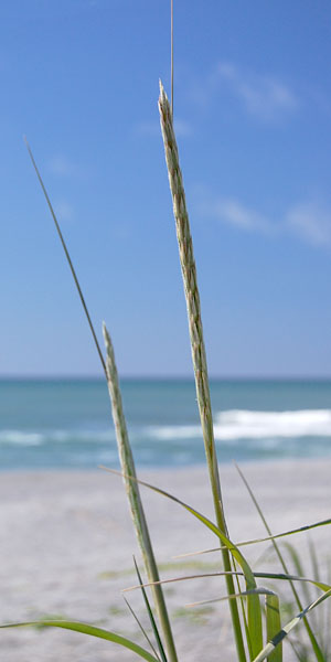Photo of dune grass flower head