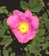Photo of Nootka rose