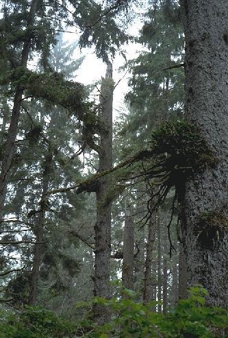 [Photo of old-growth spruce]