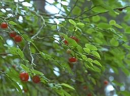 photo of red huckleberry