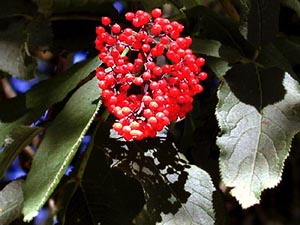 Photo of red elderberry fruit