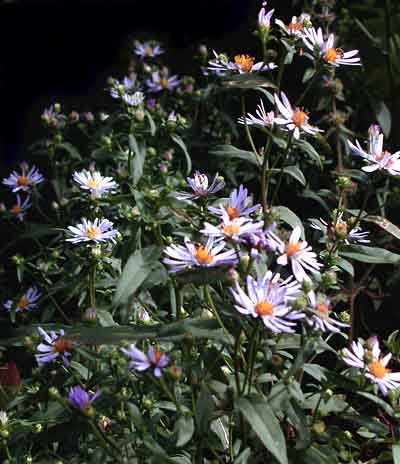 Photo of asters